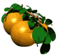 naranjas.gif (9657 bytes)